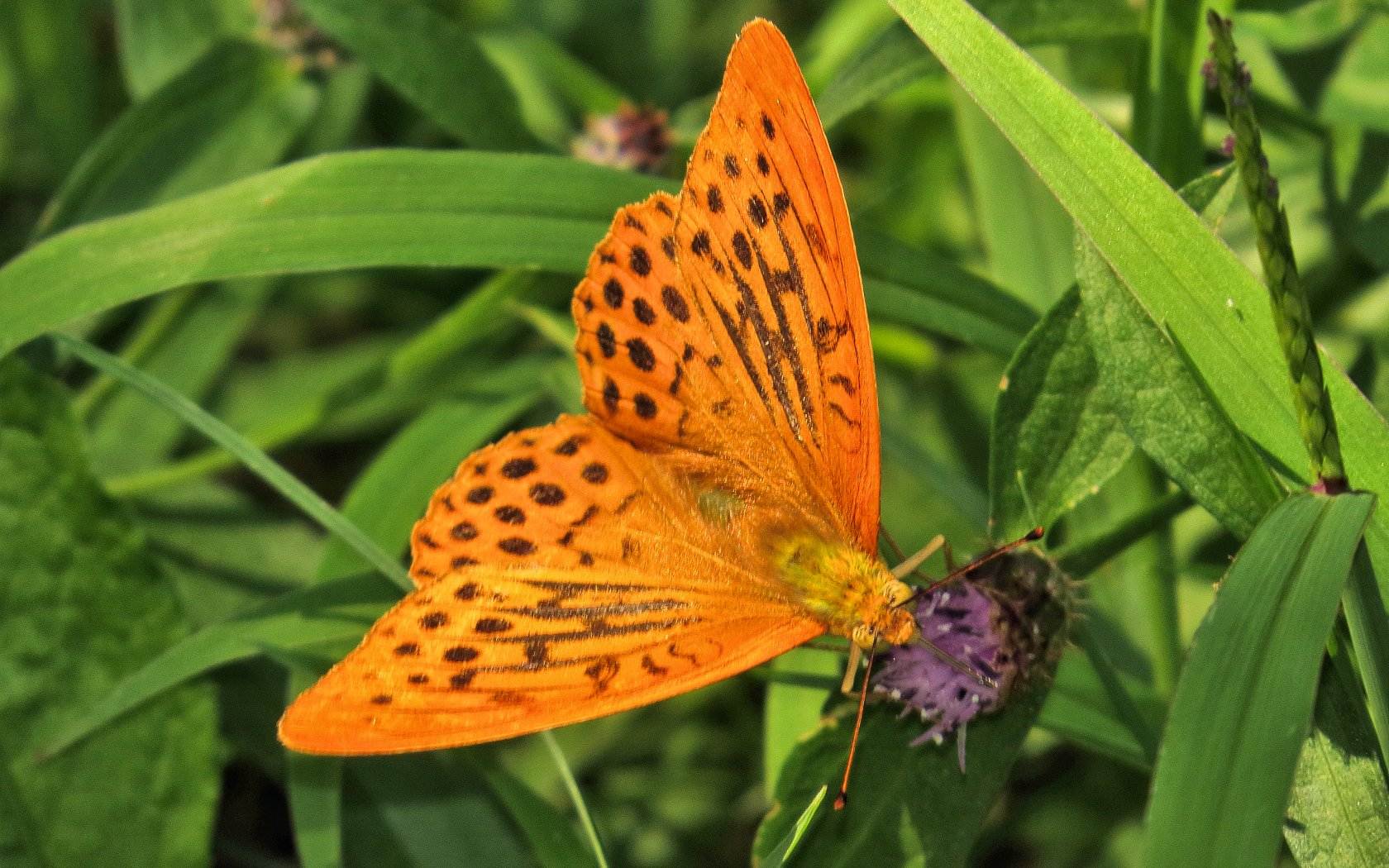 Due farfallette entrambe comuni